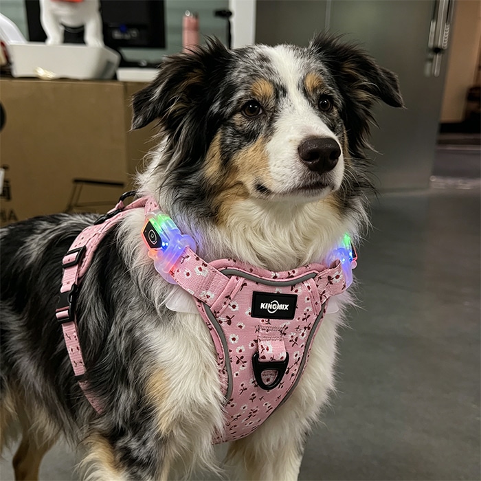 Led buckle for dog harnesses
