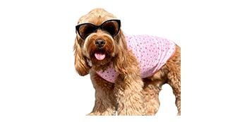 Pet Dog Cooling Vest